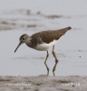 Green Sandpiper