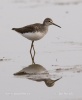 Green Sandpiper