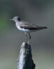 Green Sandpiper