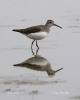 Green Sandpiper