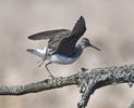 Green Sandpiper