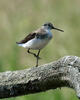 Green Sandpiper