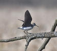 Green Sandpiper