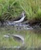 Green Sandpiper