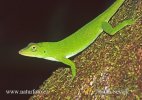 Green Tree Anole