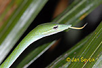 Green Vine Snake