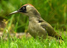 Green Woodpecker