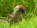 Green Woodpecker