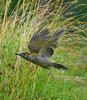 Green Woodpecker