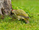 Green Woodpecker