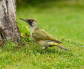 Green Woodpecker