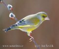 Greenfinch