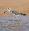 Greenshank