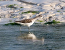 Greenshank