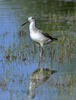 Greenshank