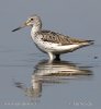 Greenshank