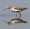 Greenshank