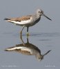 Greenshank