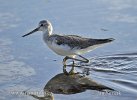 Greenshank