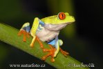 Grenouille aux yeux rouges