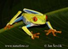 Grenouille aux yeux rouges