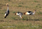 Grey Crowned Crane