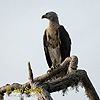 Grey headed fisch Eagle