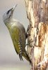 Grey-headed Woodpecker