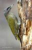 Grey-headed Woodpecker