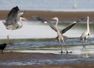 Grey Heron