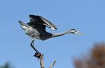 Grey Heron