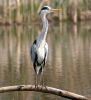 Grey Heron