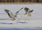 Grey Heron