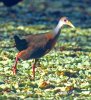 Grey-necked Wood-Rail