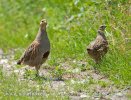 Grey Partridge