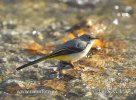 Grey Wagtail