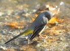 Grey Wagtail