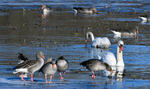 Greylag Goose, MuteSwan