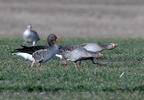 Greylag Goose