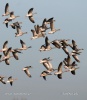 Greylag Goose