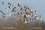 Greylag Goose