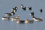 Greylag Goose