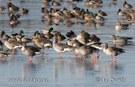 Greylag Goose