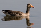 Greylag Goose