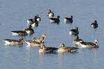 Greylag Goose