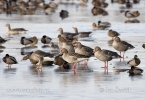 Greylag Goose