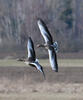 Greylag Goose