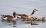 Greylag Goose