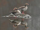 Greylag Goose