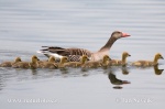 Greylag Goose